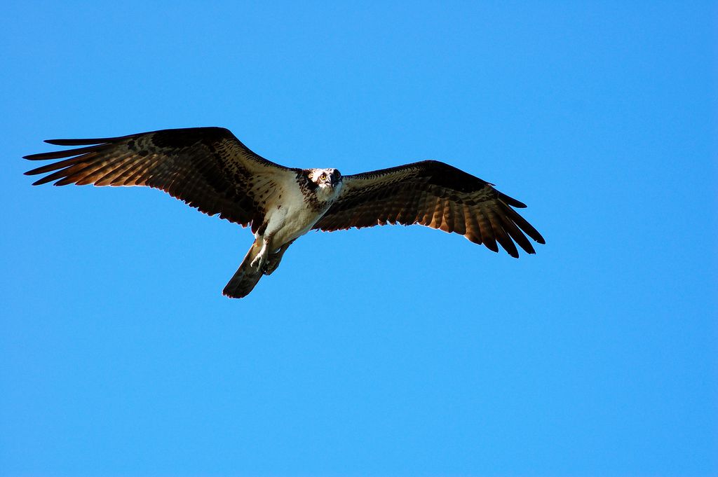 Another of a Osprey in flight