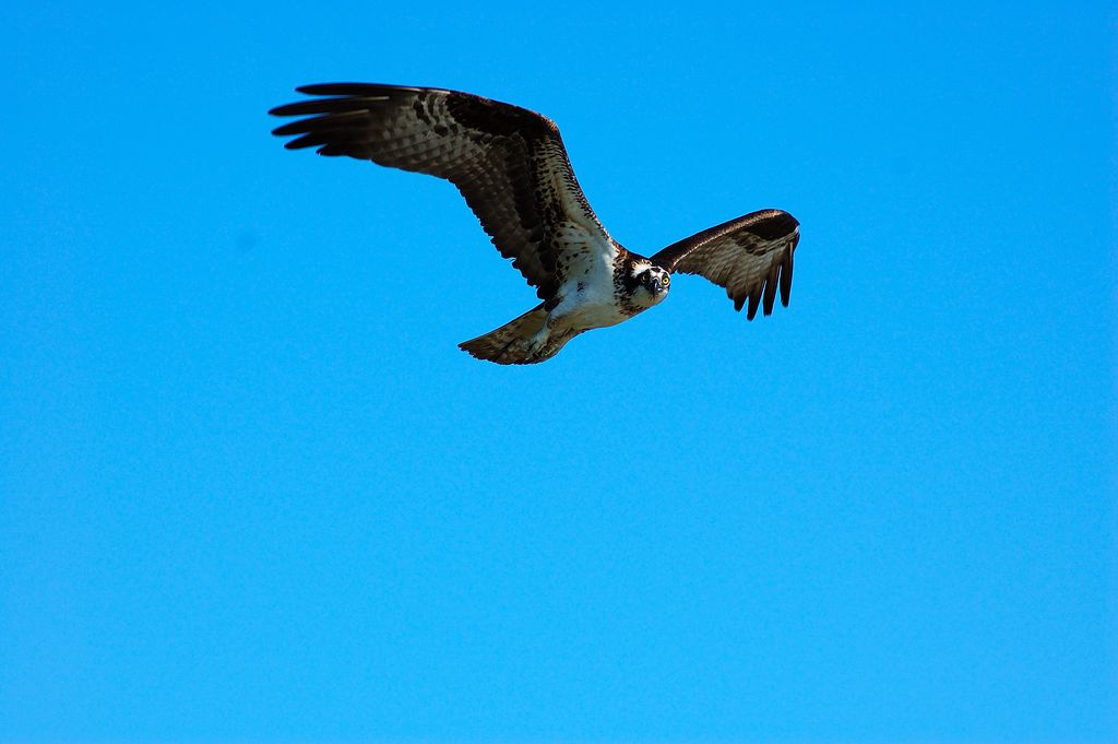 Another of a Osprey in flight