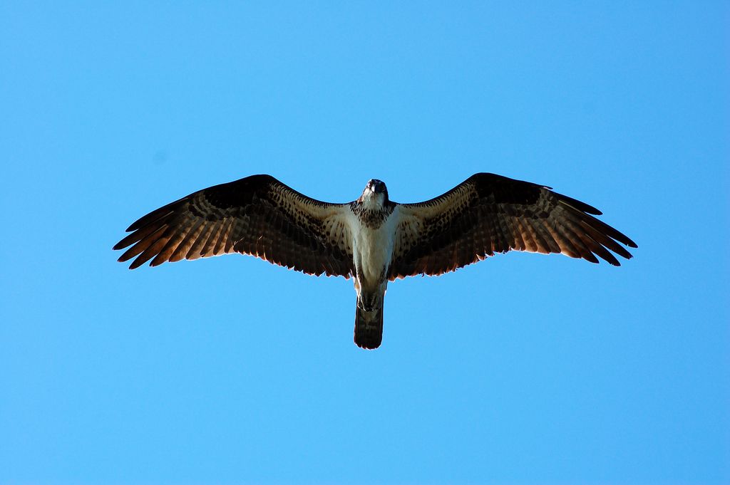 Another of a Osprey in flight