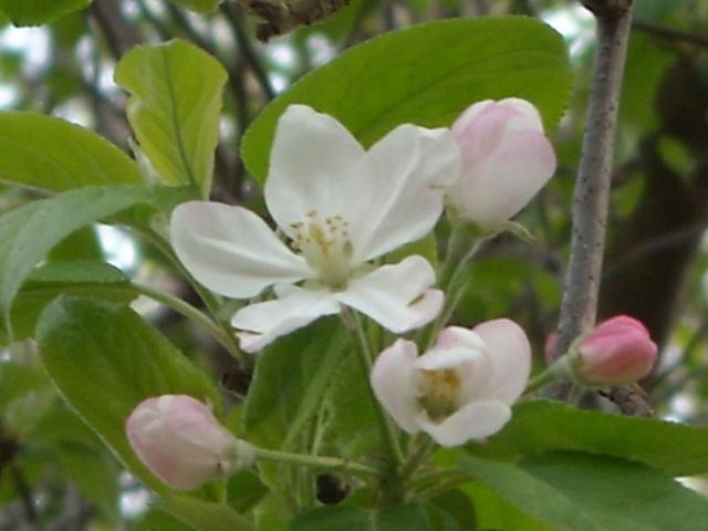 Apple Blossoms