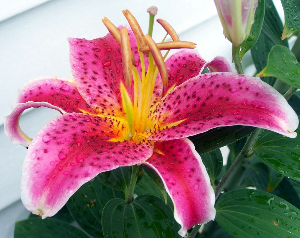 asian lily