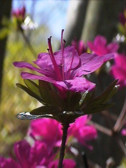 Azalea in the sun