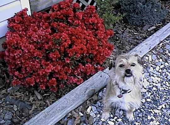 Azalea with dog