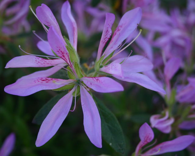 Azaleas