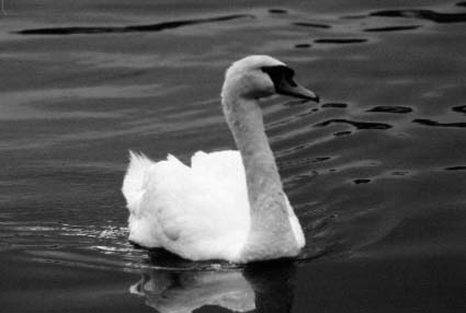 B&W Swan