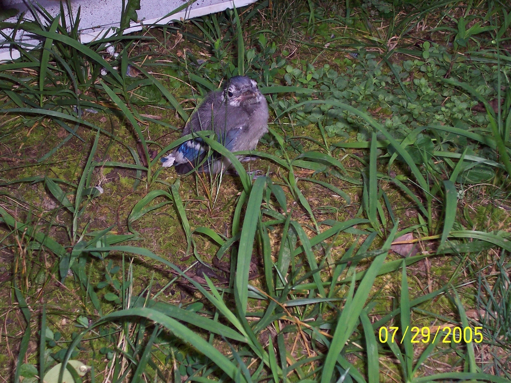 Baby Blue Jay in our back yard