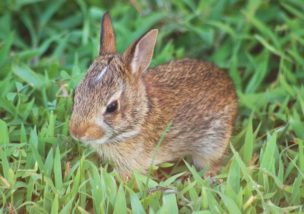 Baby Bunny in my Backyard