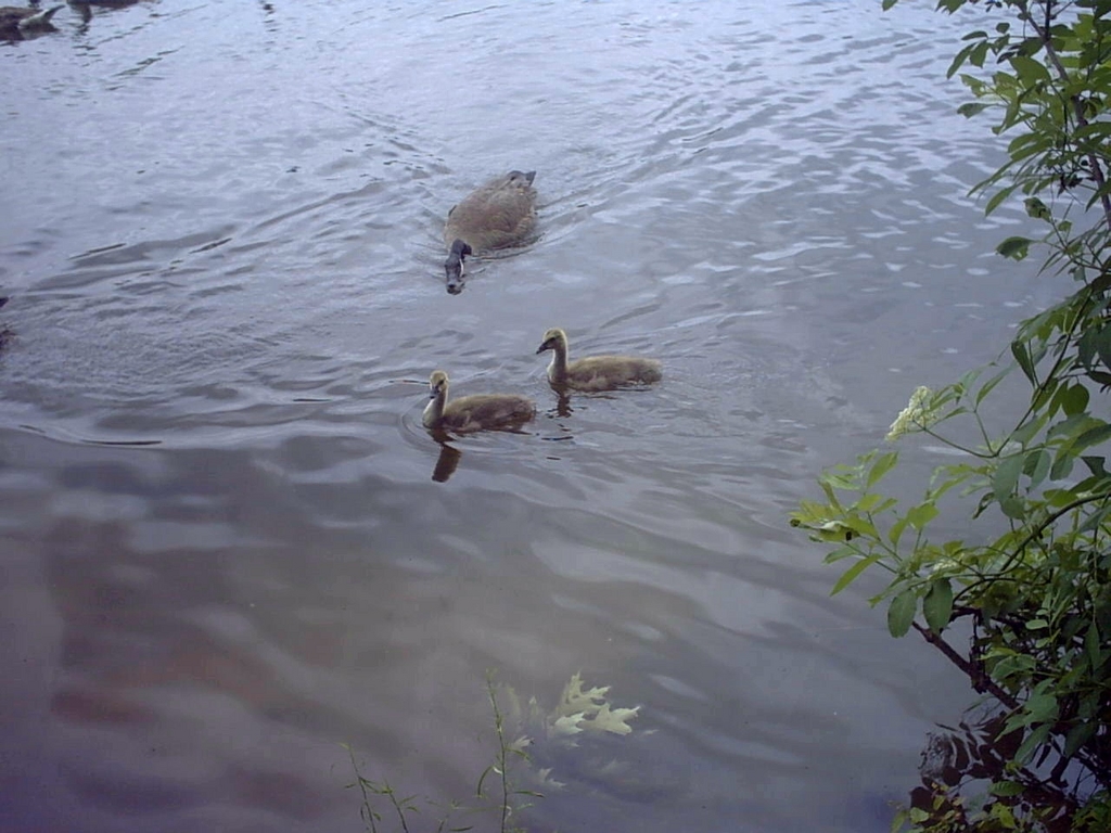 baby duckies