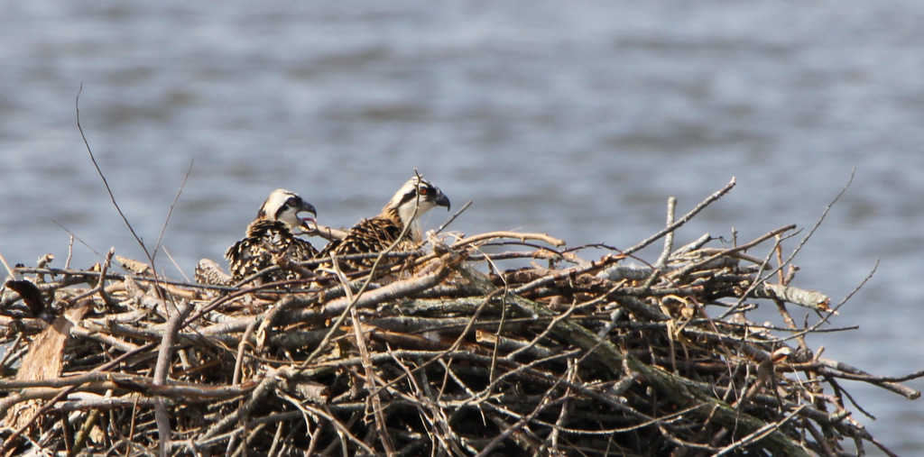 Baby Osprey