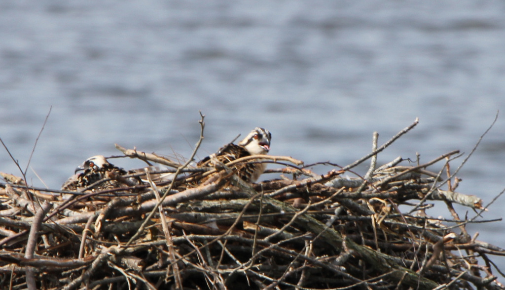 Baby Osprey