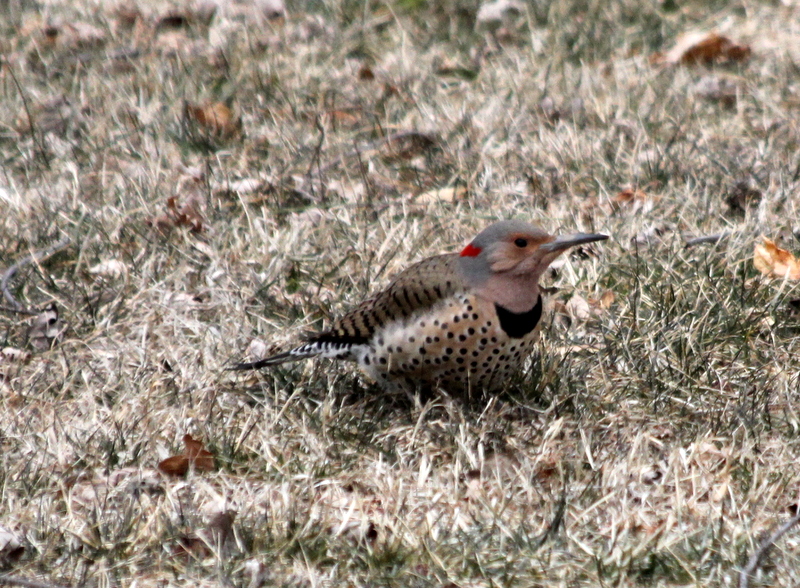 Back Yard Birds