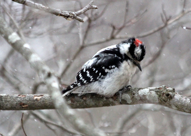 Back Yard Birds