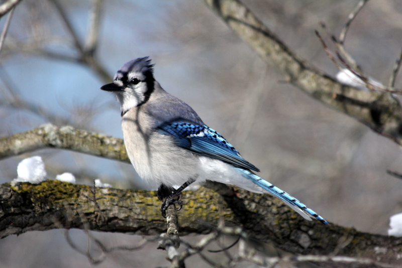 Back Yard Birds