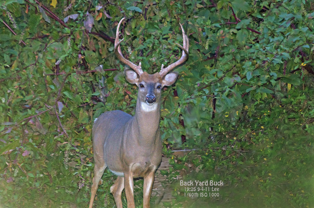 Backyard Buck