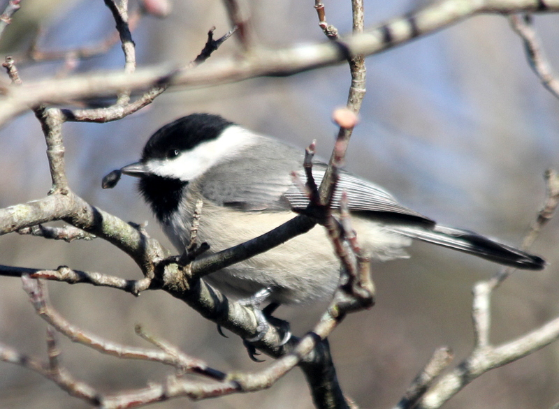 Backyard Photography