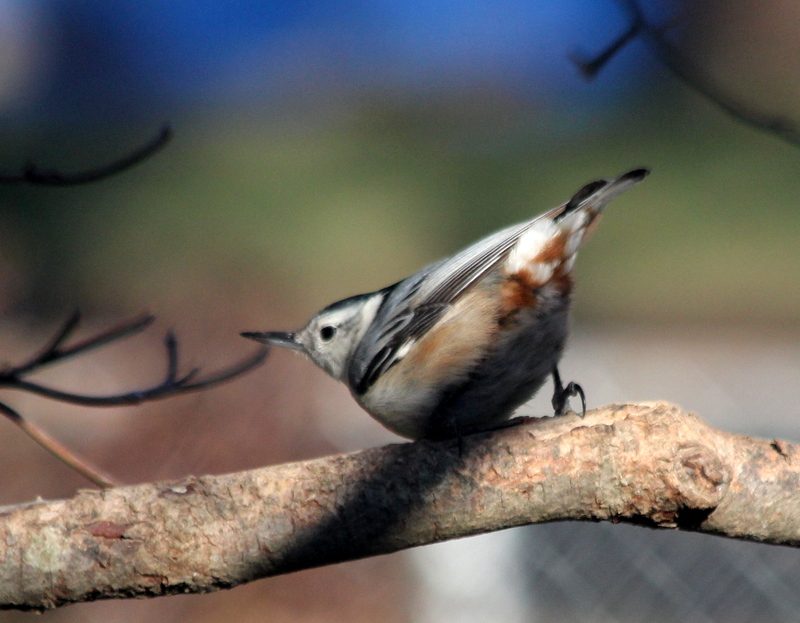 Backyard Photography