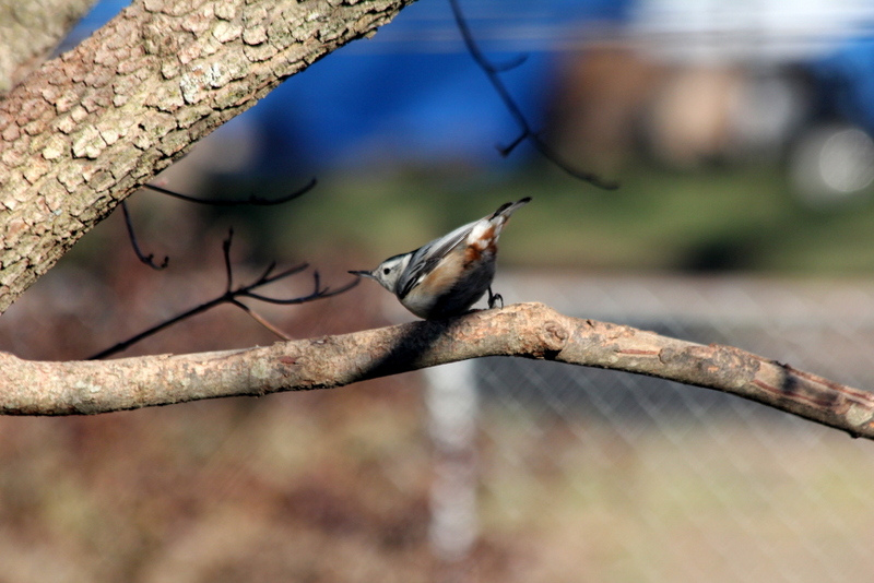 Backyard Photography