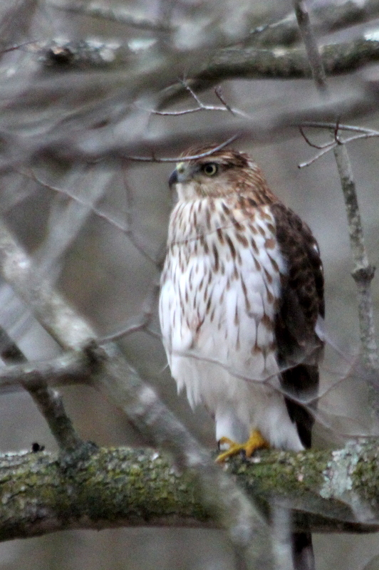 Backyard Visitor