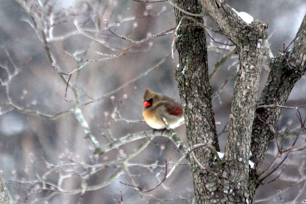 Backyard Visitors