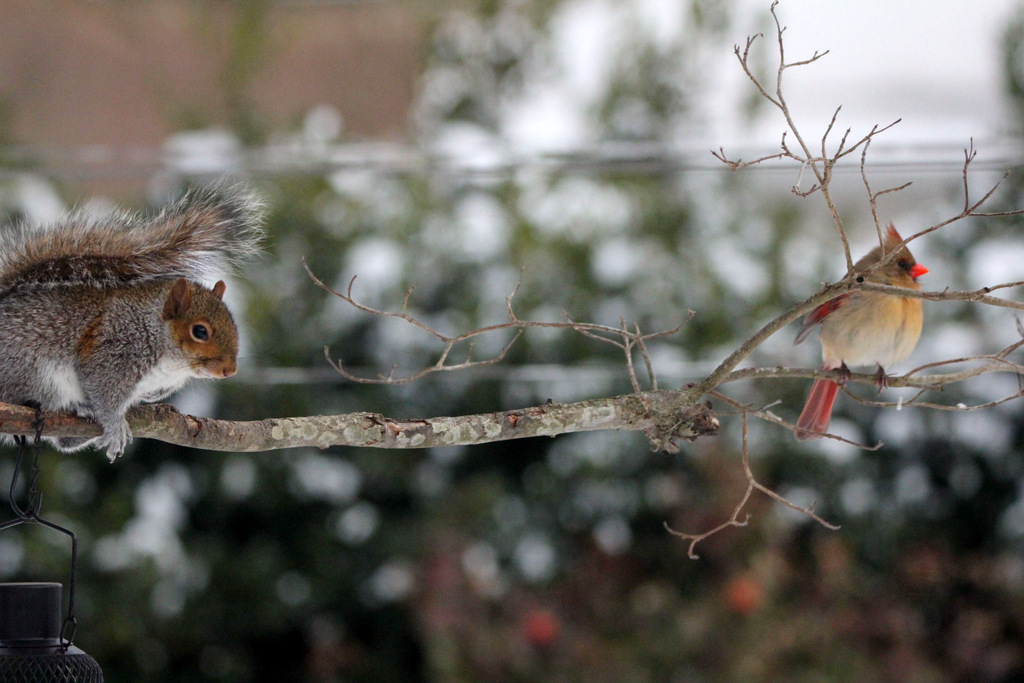 Backyard Visitors