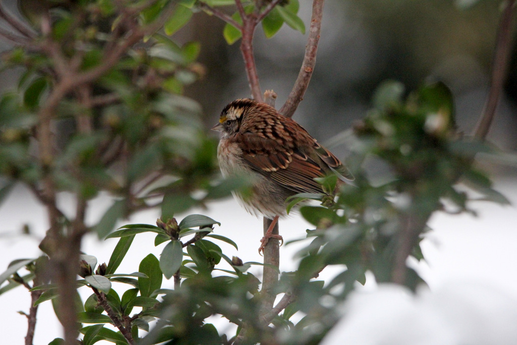 Backyard Visitors