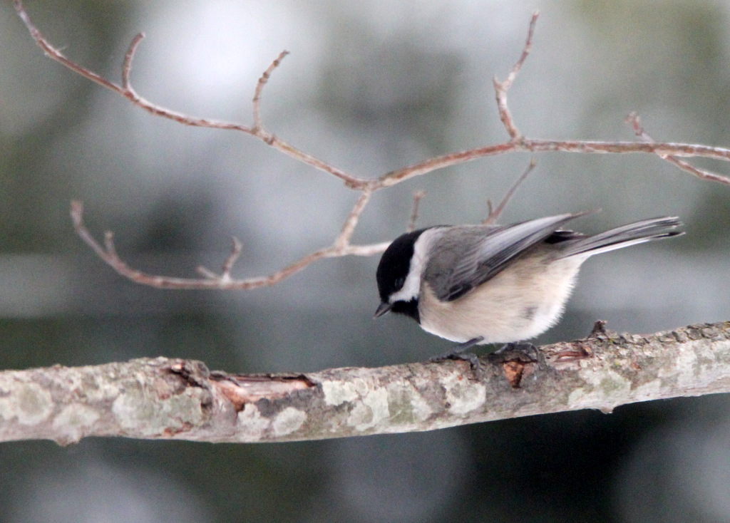 Backyard Visitors