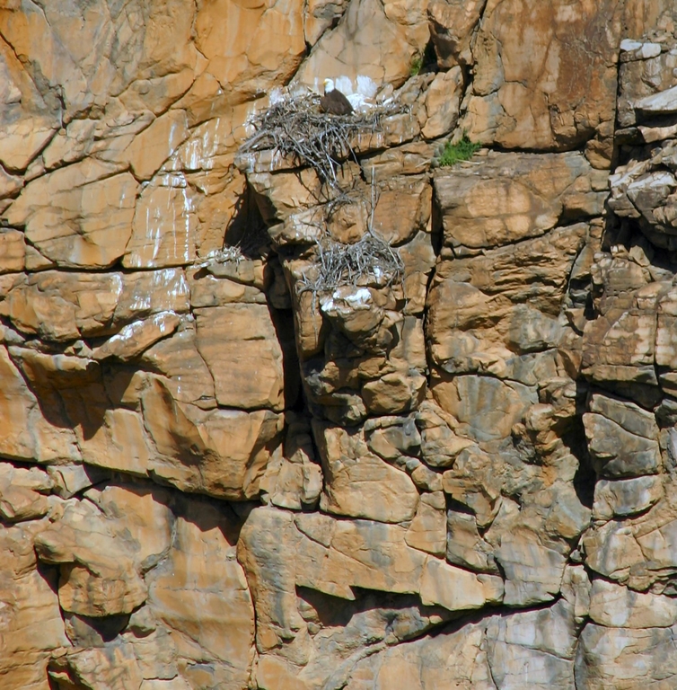 Bald eagle nest