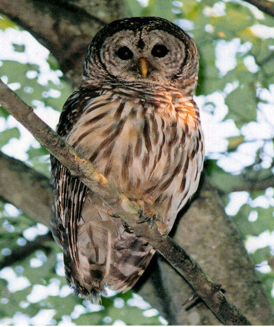 Barred Owl