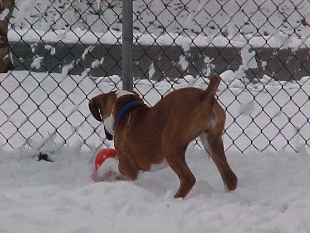 Baxter Ball in the Snow