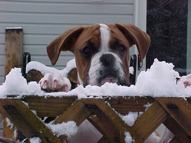 Baxter Fence