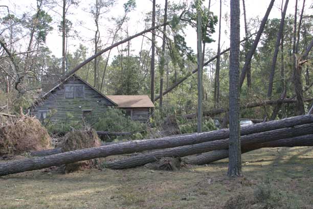 Bay Shore - Large Pines Blown Over