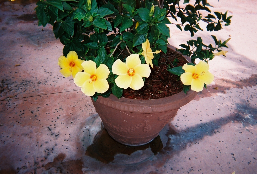 Beautiful_Tropical_flowers