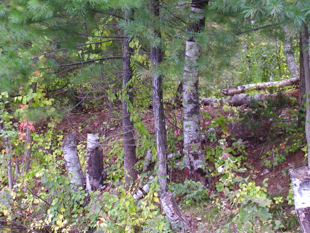 Beaver shorn trees along the river bank