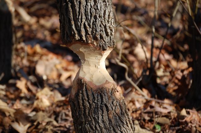 Beavers were hungry