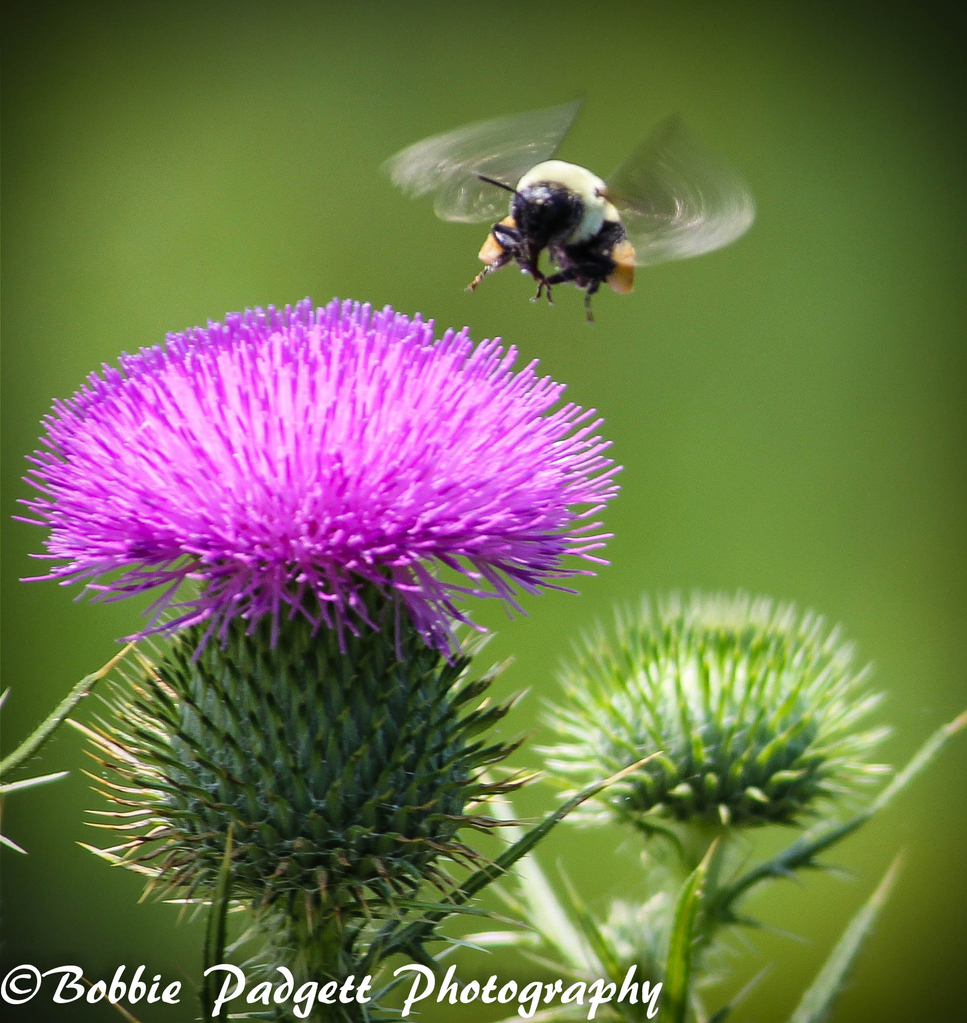 Bee and flower