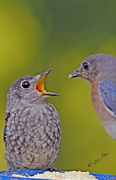 Bernice feeds her chick.