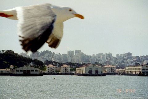 Bird and San Francisco