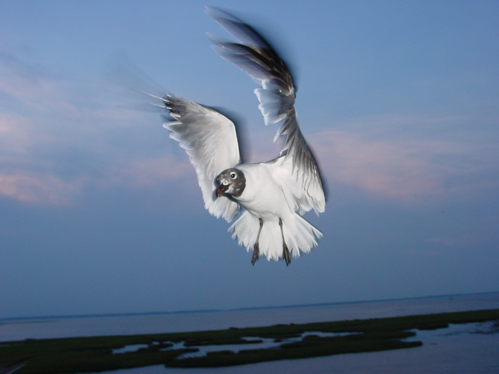 Bird at Wallops Island