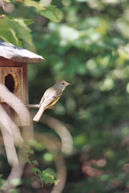 Bird checkin out old house