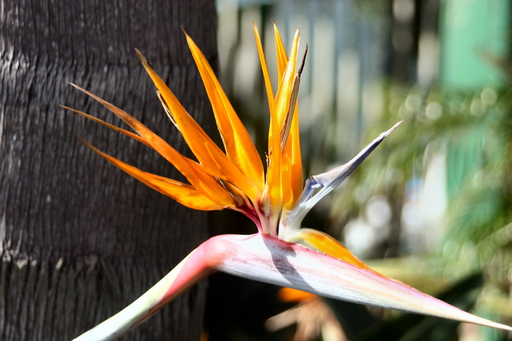 Bird of Paradise