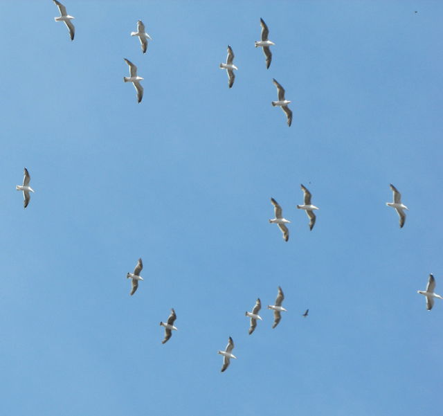 Birds at play