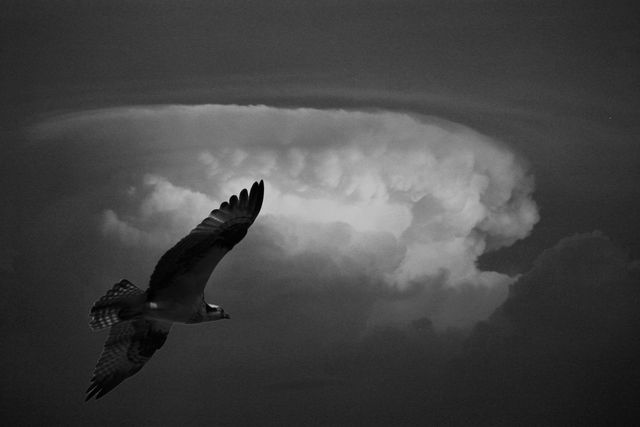 Black and White Thunderhead