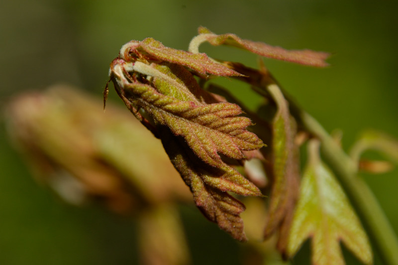 Blooming Oak Leaves