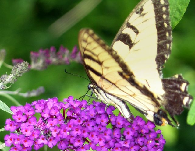 Blue and Yellow    Swallowtail Butterflies