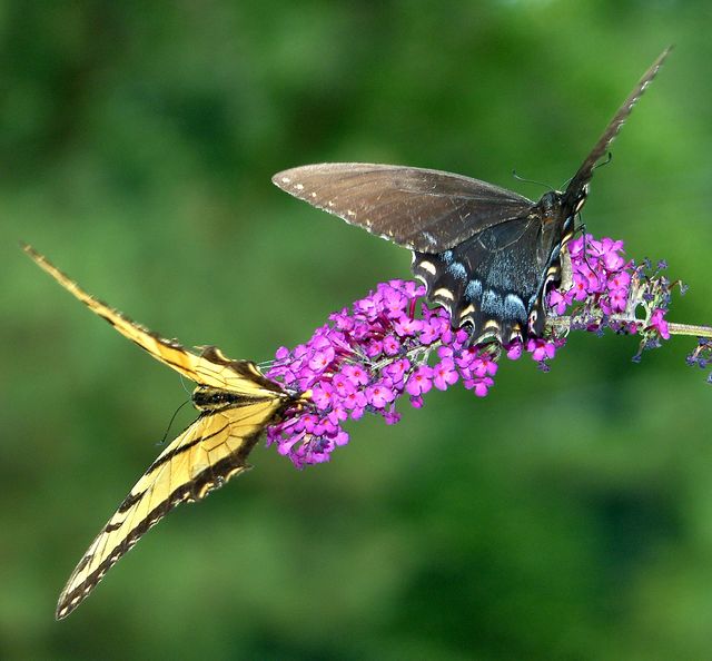 Blue and Yellow    Swallowtail Butterflies