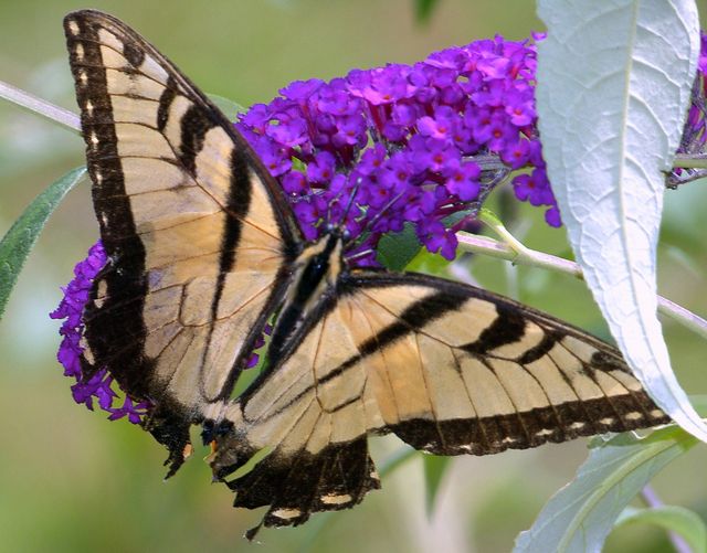 Blue and Yellow    Swallowtail Butterflies