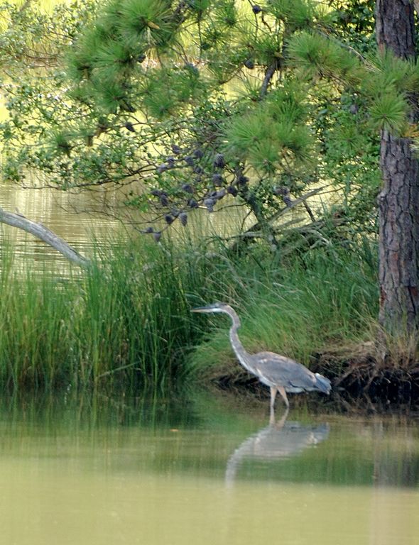 Blue Heron 4