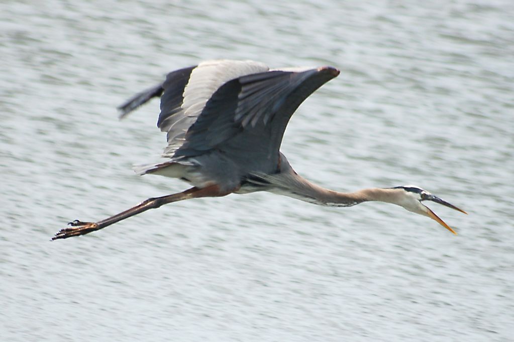 Blue Heron in flight