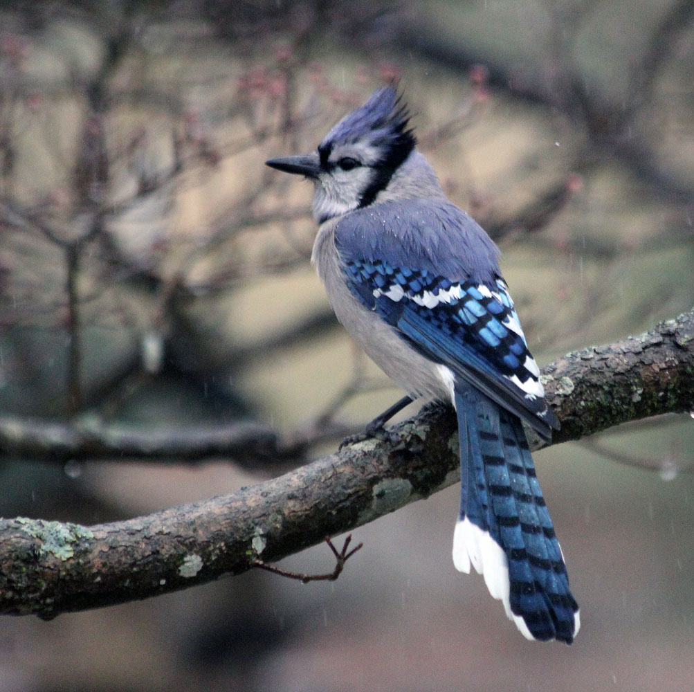 blue Jay