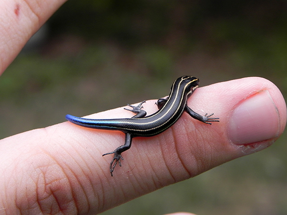 Blue Tail Skink